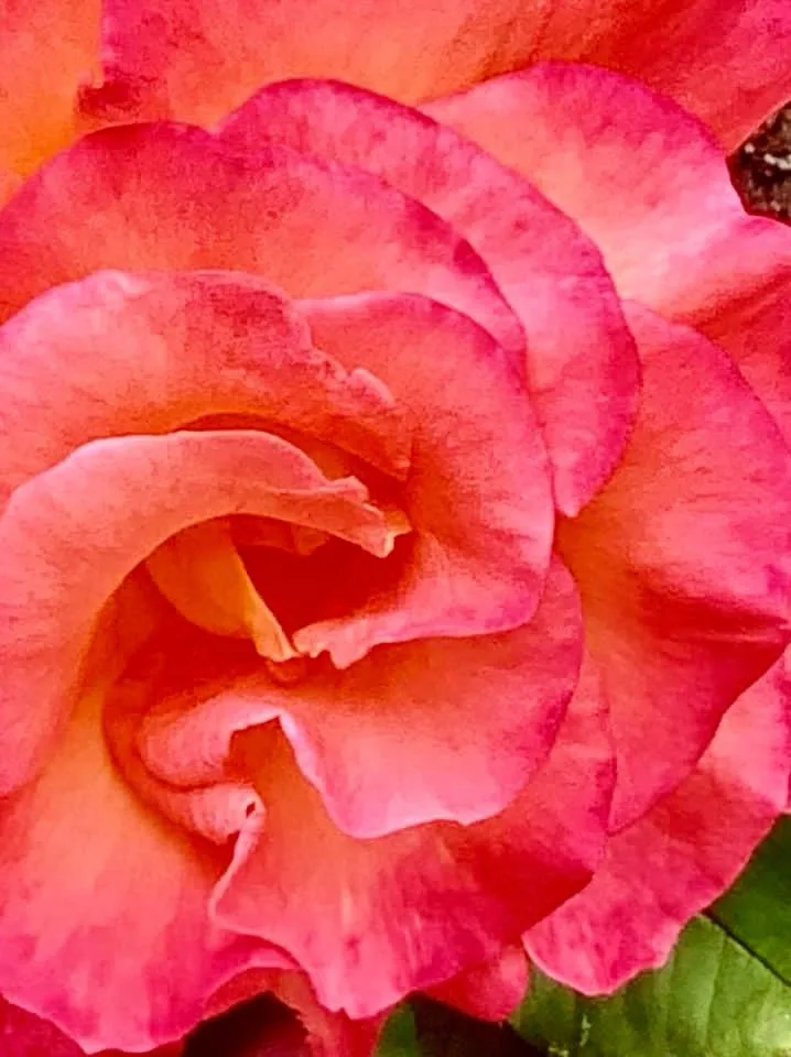 A Beautiful Rose