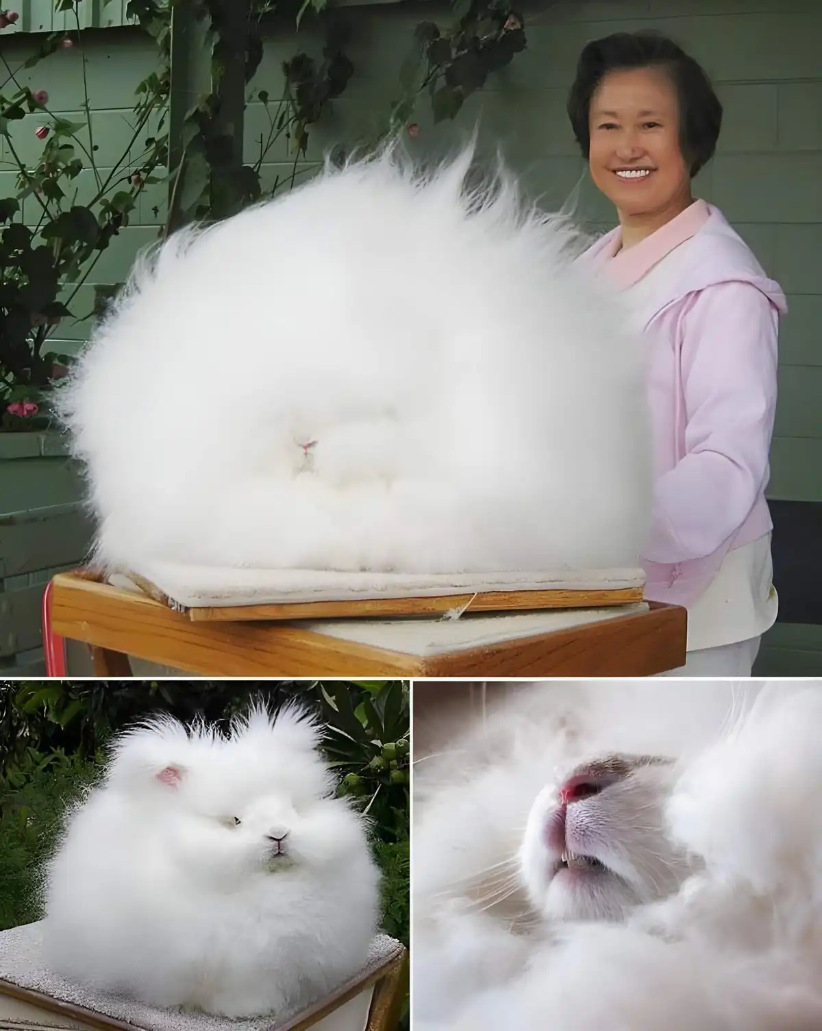 A composite image shows a very fluffy white rabbit, with a large main photo of it sitting on a wooden stand next to a…