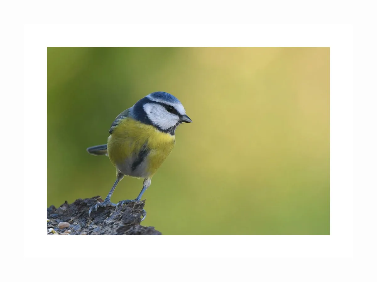 A blue tit bird with a blue head, white cheeks, and yellow chest stands on a dark, textured branch against a soft green and…