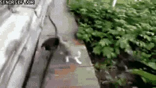 A black-and-white cat is shown in six sequential frames, initially walking along a narrow wooden path beside greenery, then…