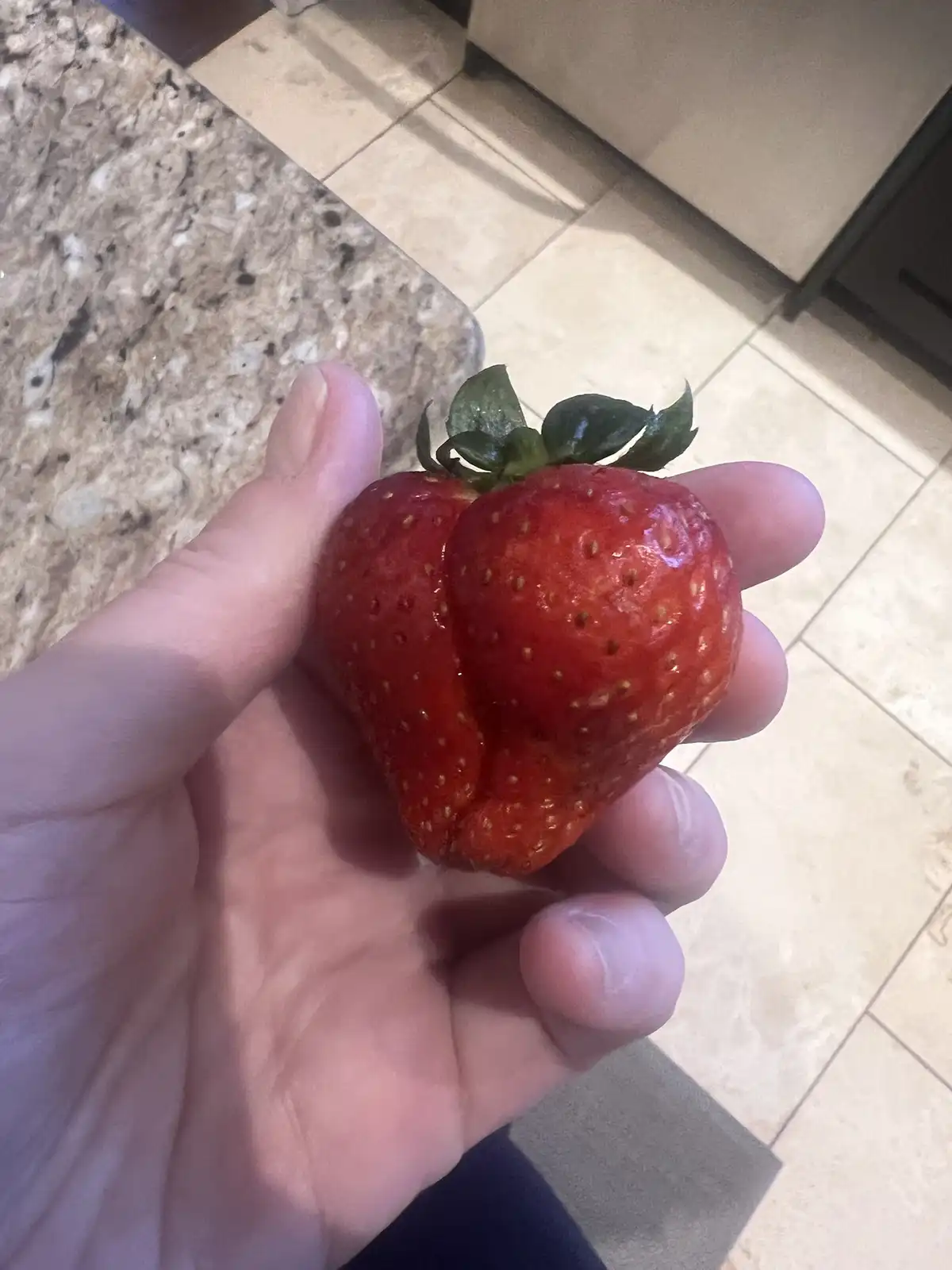 A hand holds a single, unusually shaped red strawberry with a distinct heart-like indentation, set against a kitchen…