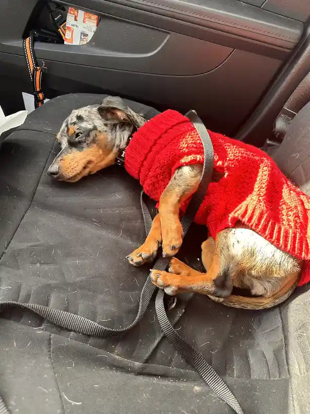A small, sleepy dog with a brindle and tan coat is curled up asleep on a black car seat, wearing a bright red knitted…
