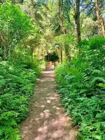 A sun-dappled dirt trail winds through a lush, green forest with ferns and tall trees on both sides, leading toward a wooden…