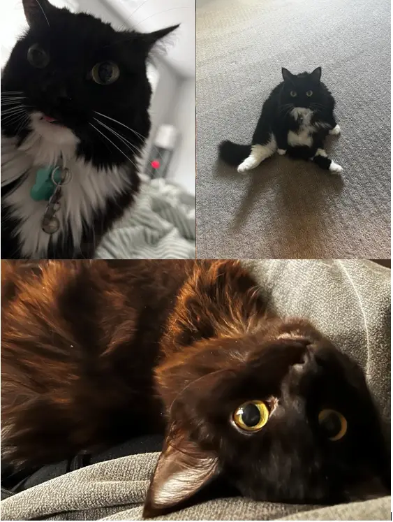 A collage of three cats: one black-and-white cat with wide eyes and a slightly open mouth, another black-and-white cat…