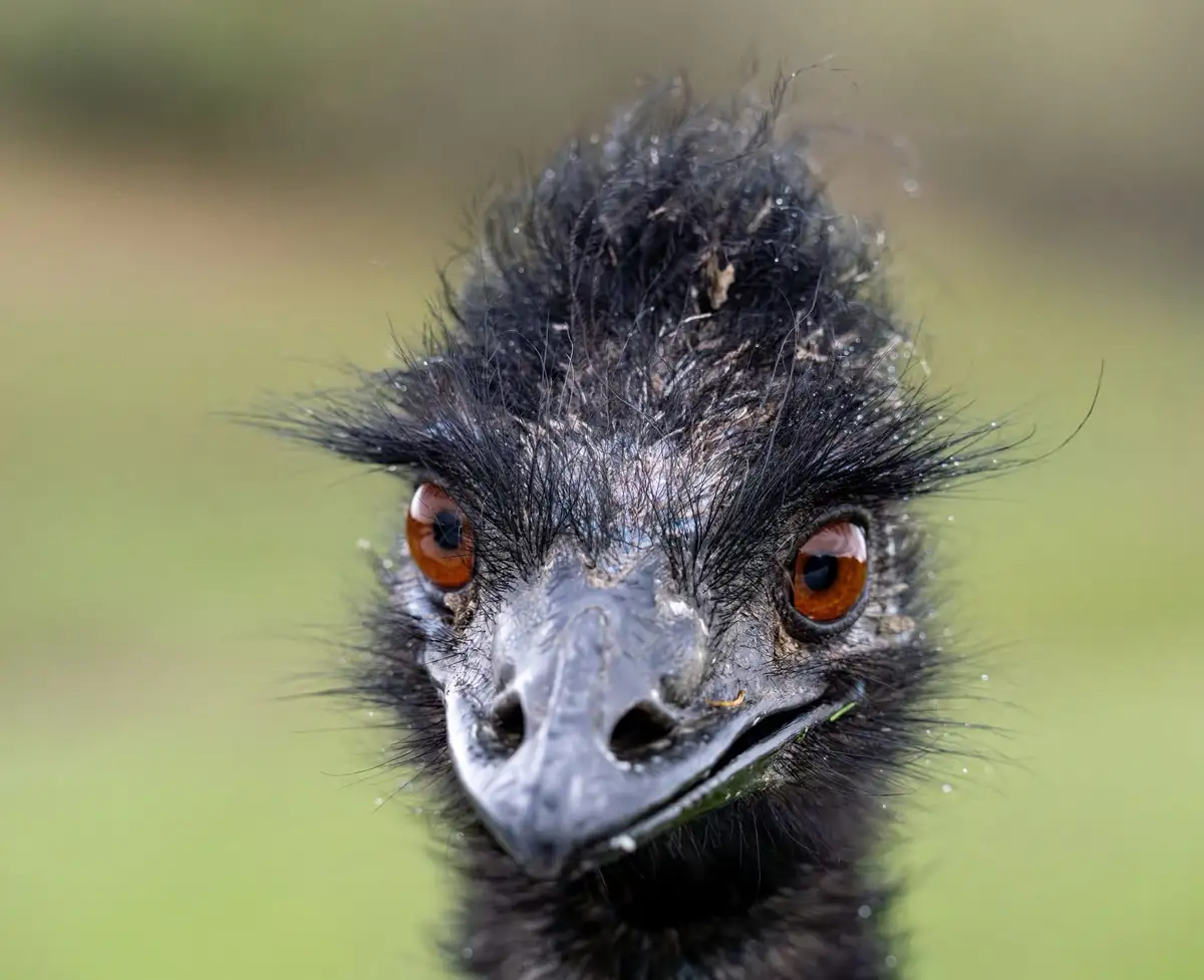A close-up photo of an emu's face, showing its large orange eyes, dark grey beak, and messy black feathers. The emu appears…