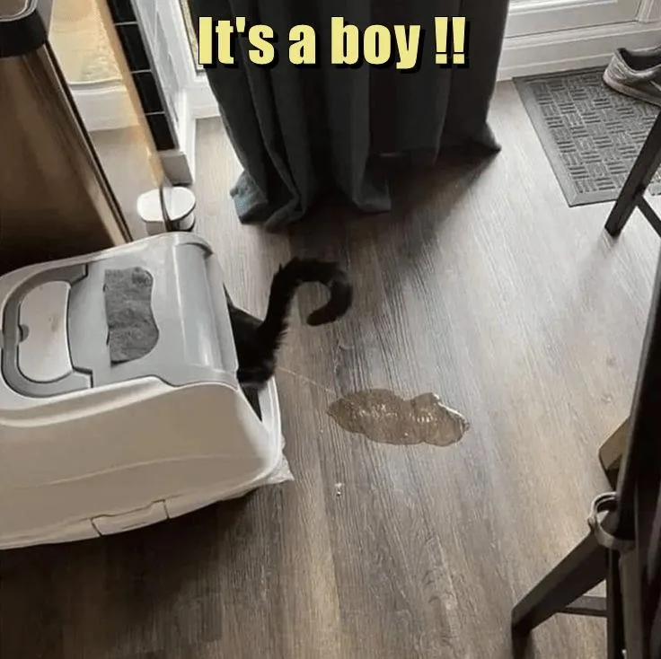 A black cat's tail is visible emerging from a white litter box, with a large, dark brown puddle of liquid on the wooden…