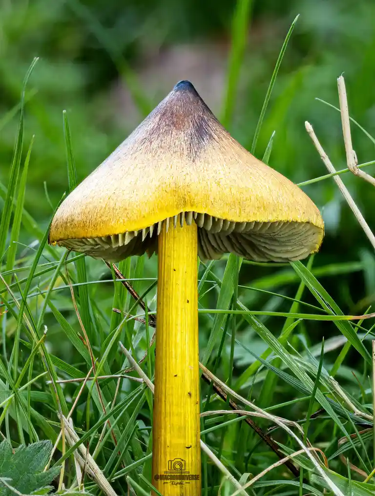 A close-up photo of a yellow mushroom with a conical cap and gills, growing in green grass. The mushroom's stem is edited to…