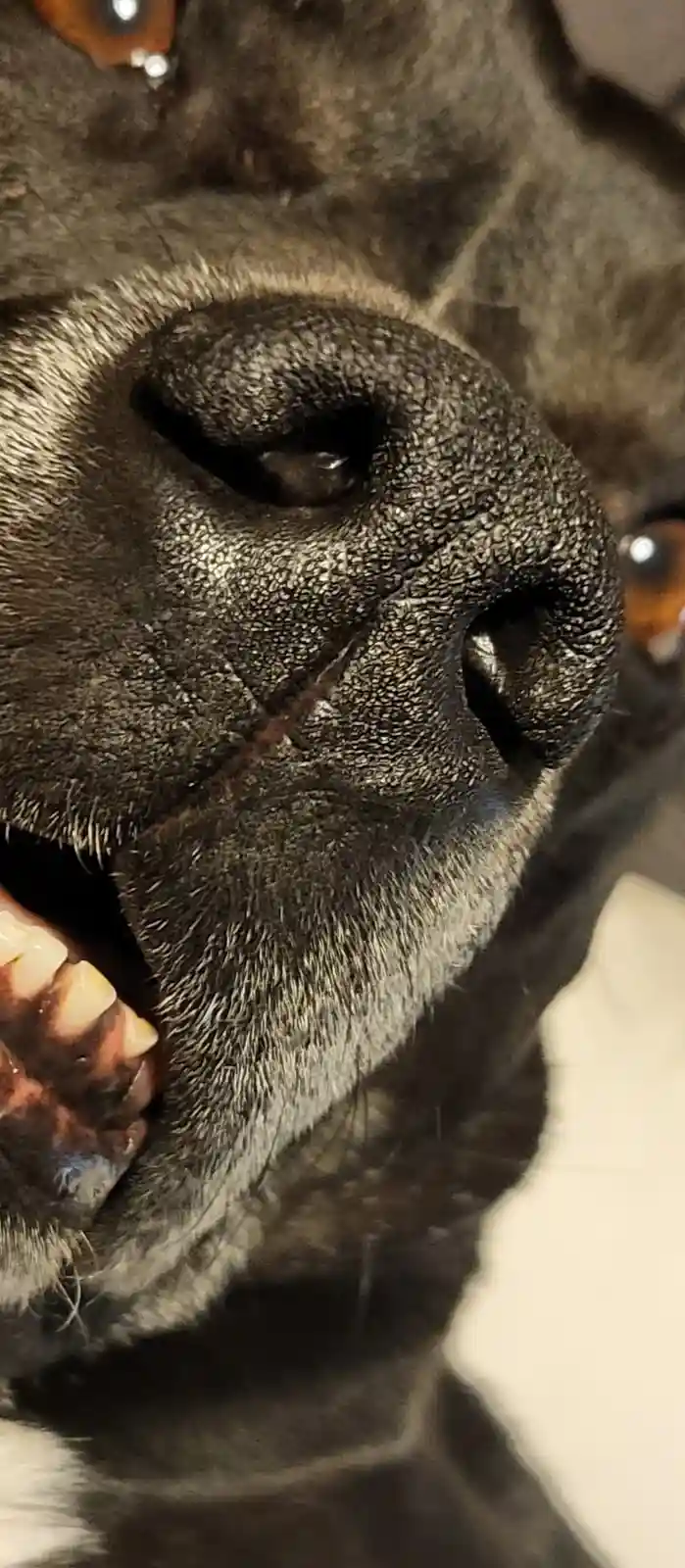 A close-up photo of a dog's face, showing its black nose, mouth slightly open revealing teeth, and eyes looking upward. The…