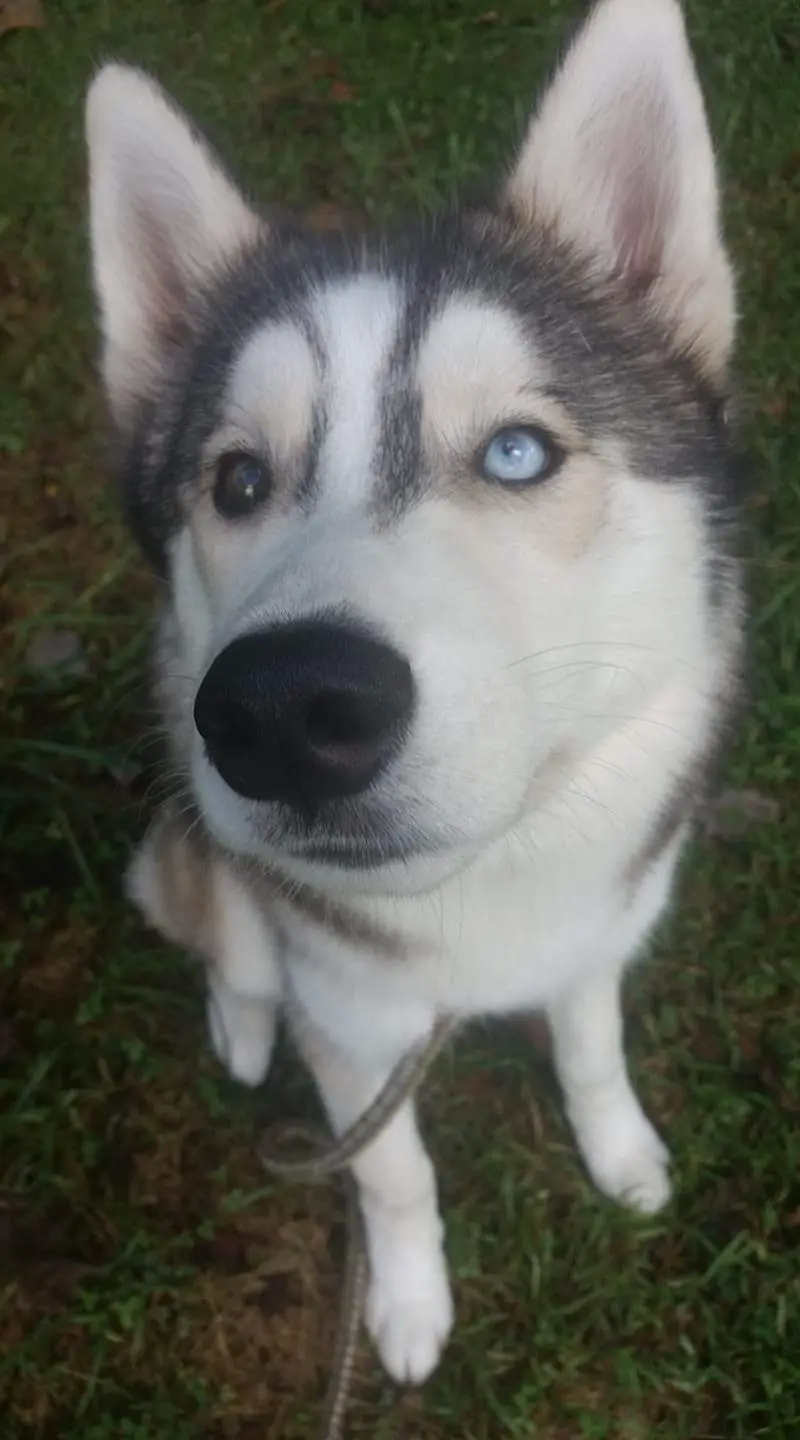 A close-up photo of a Siberian Husky with one blue eye and one brown eye, looking up at the camera while sitting on grass…