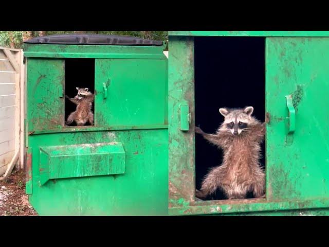 Two raccoons are visible inside a green dumpster, one on the left and one on the right. The raccoon on the right is standing…