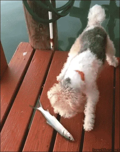 A small, fluffy dog with a red collar is on a wooden dock next to a small silver fish. The dog sniffs the fish, then…