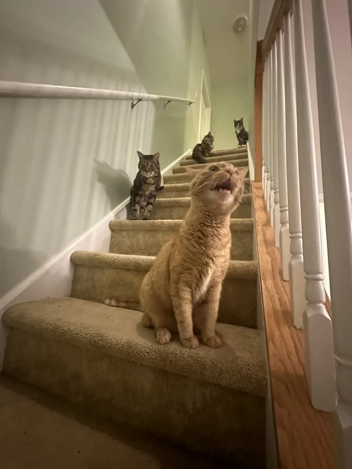 Introducing 'Stairway to Mayhem' by Meowzebub.