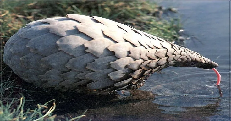A Pinecone Enjoying a Refreshing Drink