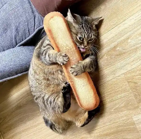 A tabby cat lies on its back on a wooden floor, holding a long, orange, perforated cat toy with both front paws. The cat is…