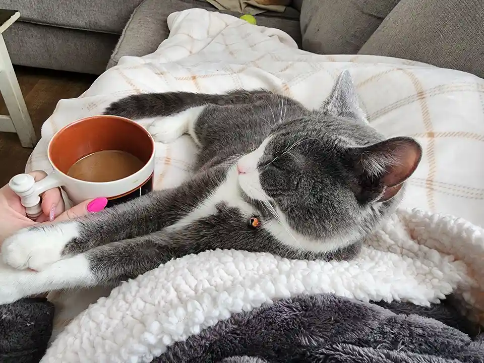 A gray and white cat is lying comfortably on a soft, white and gray blanket on a couch, appearing very relaxed with its eyes…