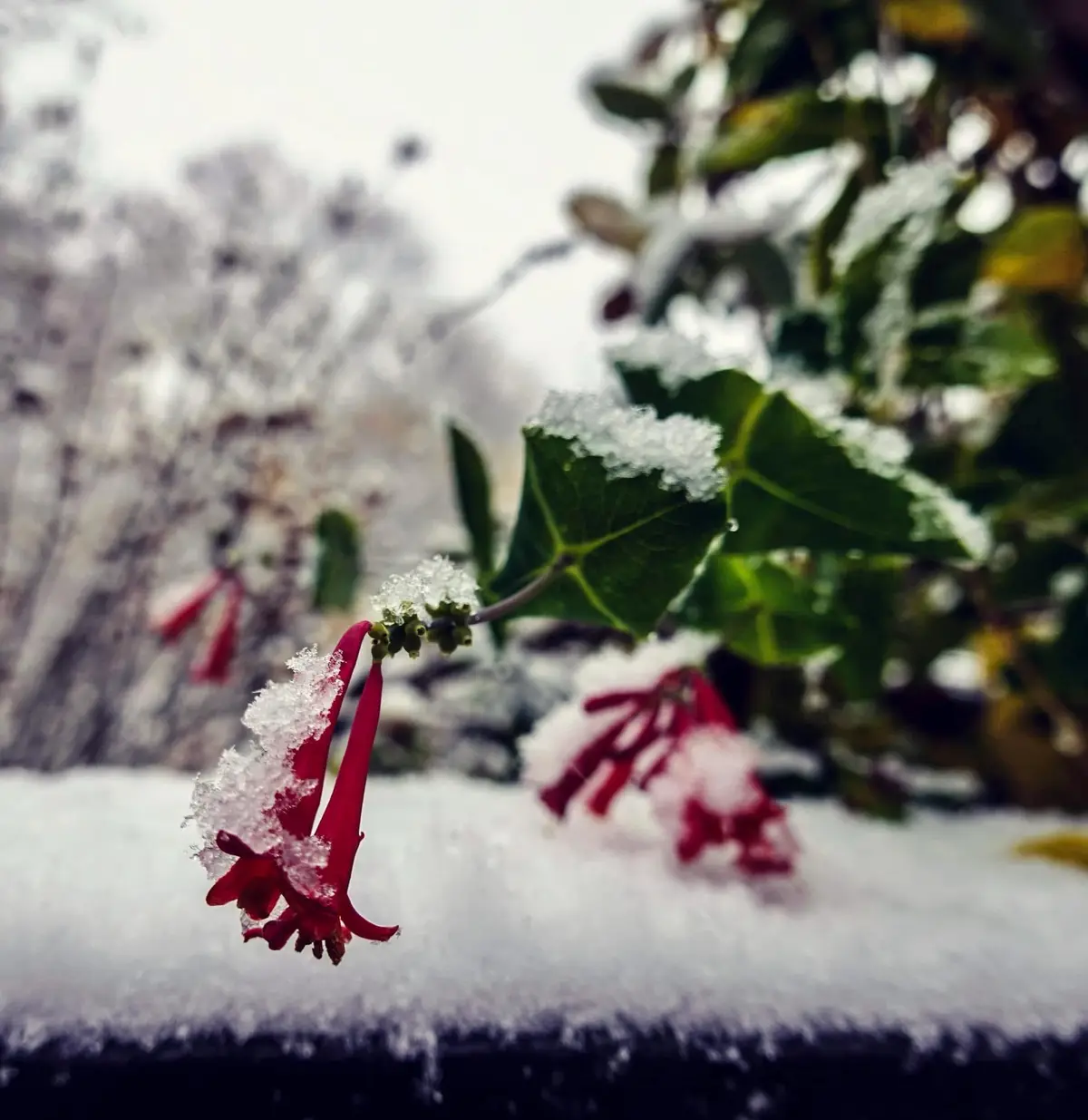 A close-up photograph shows vibrant red, tubular flowers and green leaves covered in fresh snow, with a snowy ground and…