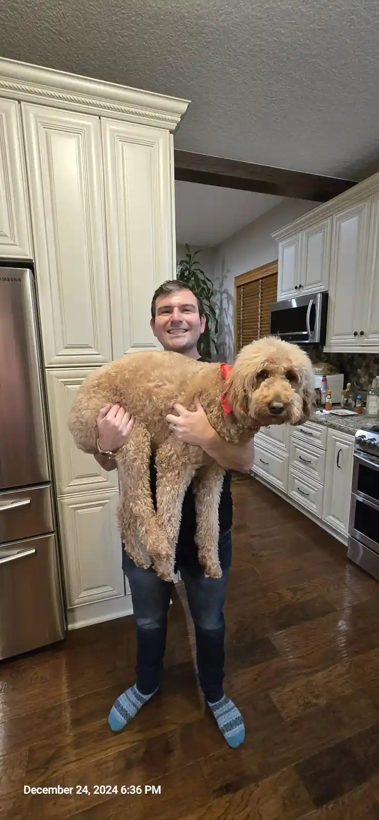 A man in a kitchen holds a large, fluffy, light-brown dog that is so big it obscures his torso, making him look like a dog…
