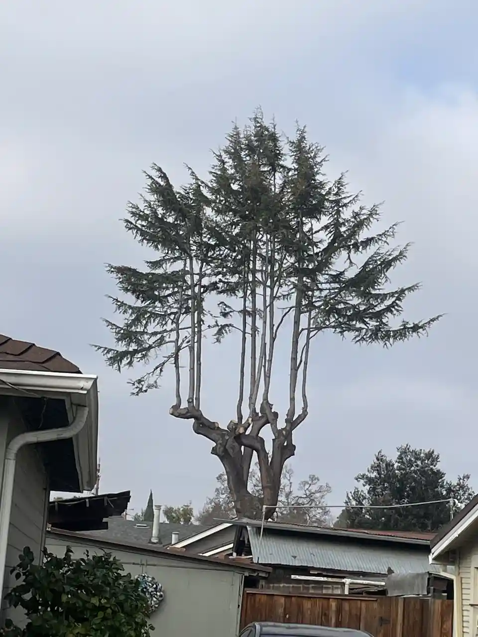A tall evergreen tree with multiple thin, upright trunks rising from a single base, standing above residential rooftops…