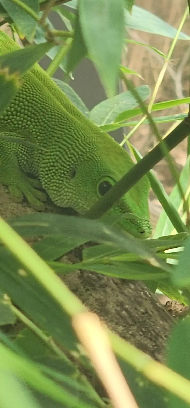 A bright green gecko with textured scales is partially hidden among green leaves and stems, peeking out with one visible…