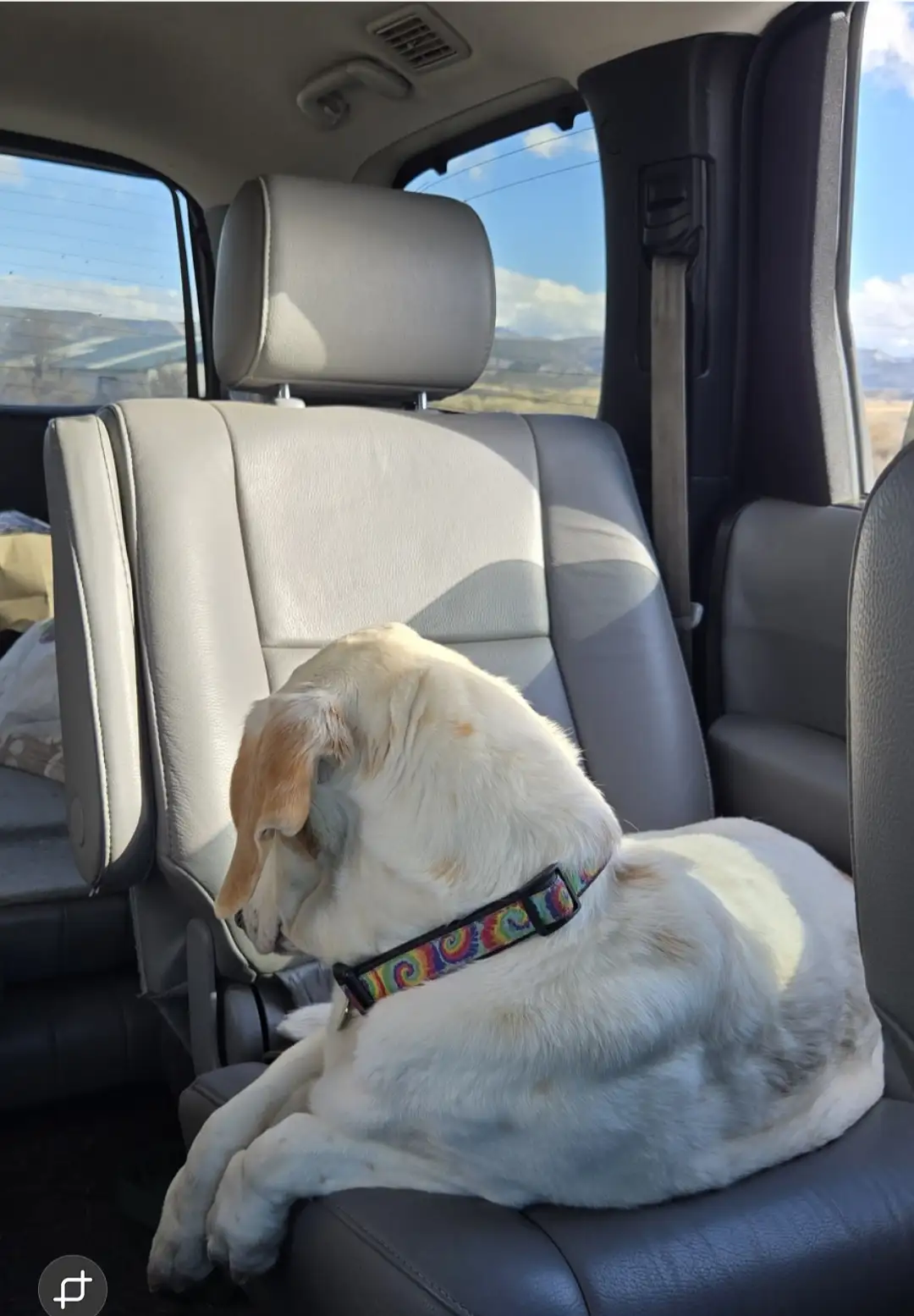 A light-colored dog with floppy ears sits curled up in the passenger seat of a car, wearing a colorful tie-dye collar. The…