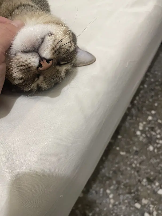 A close-up photo shows a tabby cat with its eyes closed and head resting on a white surface, appearing deeply relaxed or…