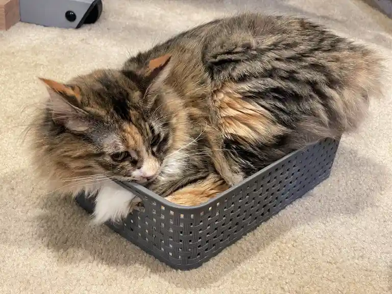 A fluffy, long-haired tabby cat with brown, black, and orange fur is curled up inside a small gray plastic woven basket on a…
