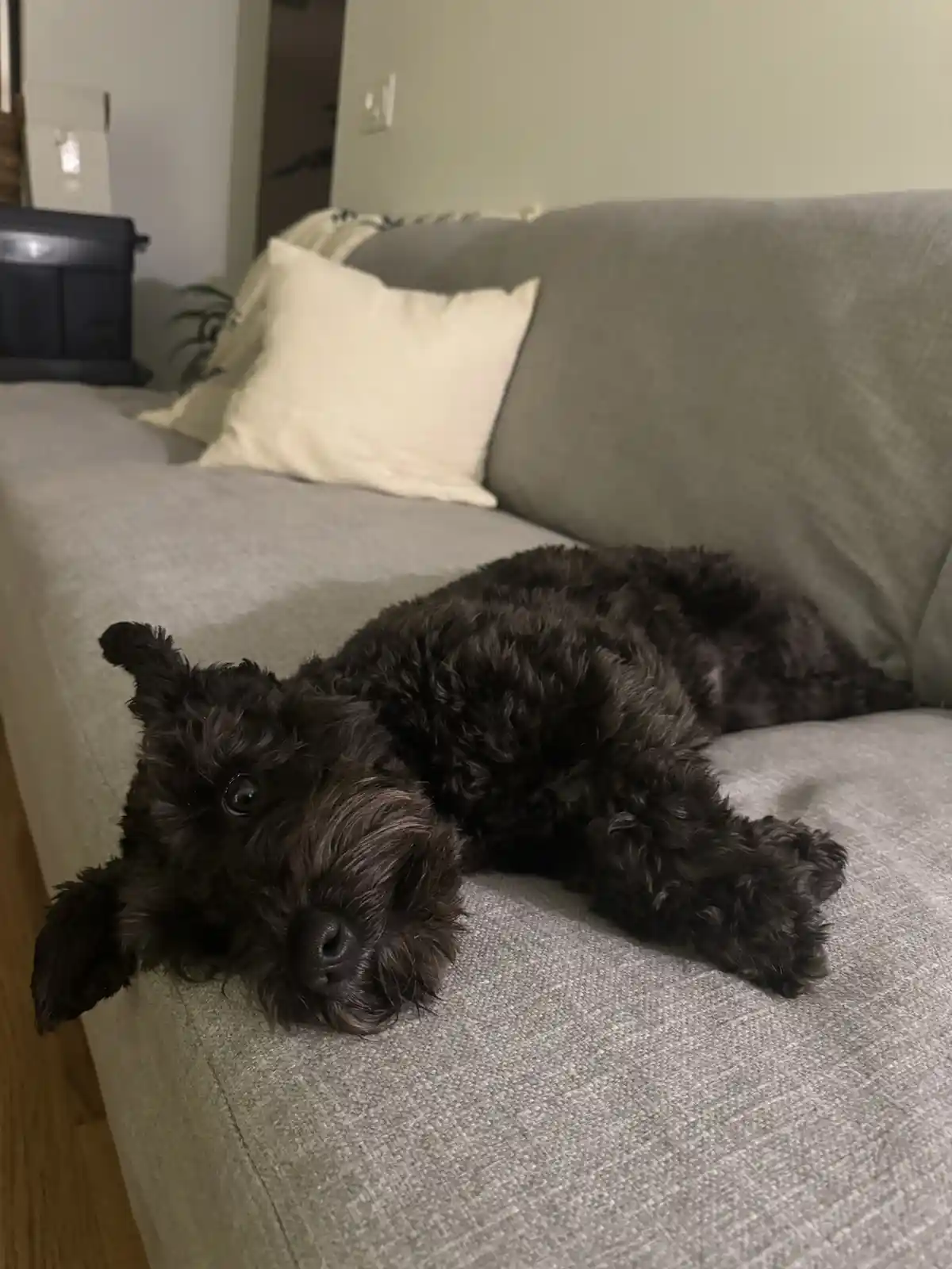A black, curly-haired dog is lying on its side on a gray couch, looking directly at the camera with a relaxed, slightly…