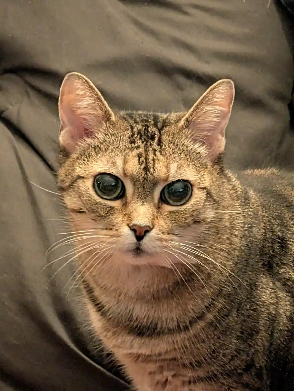 A close-up photo of a tabby cat with wide, expressive green eyes staring directly at the camera, sitting on a dark gray…