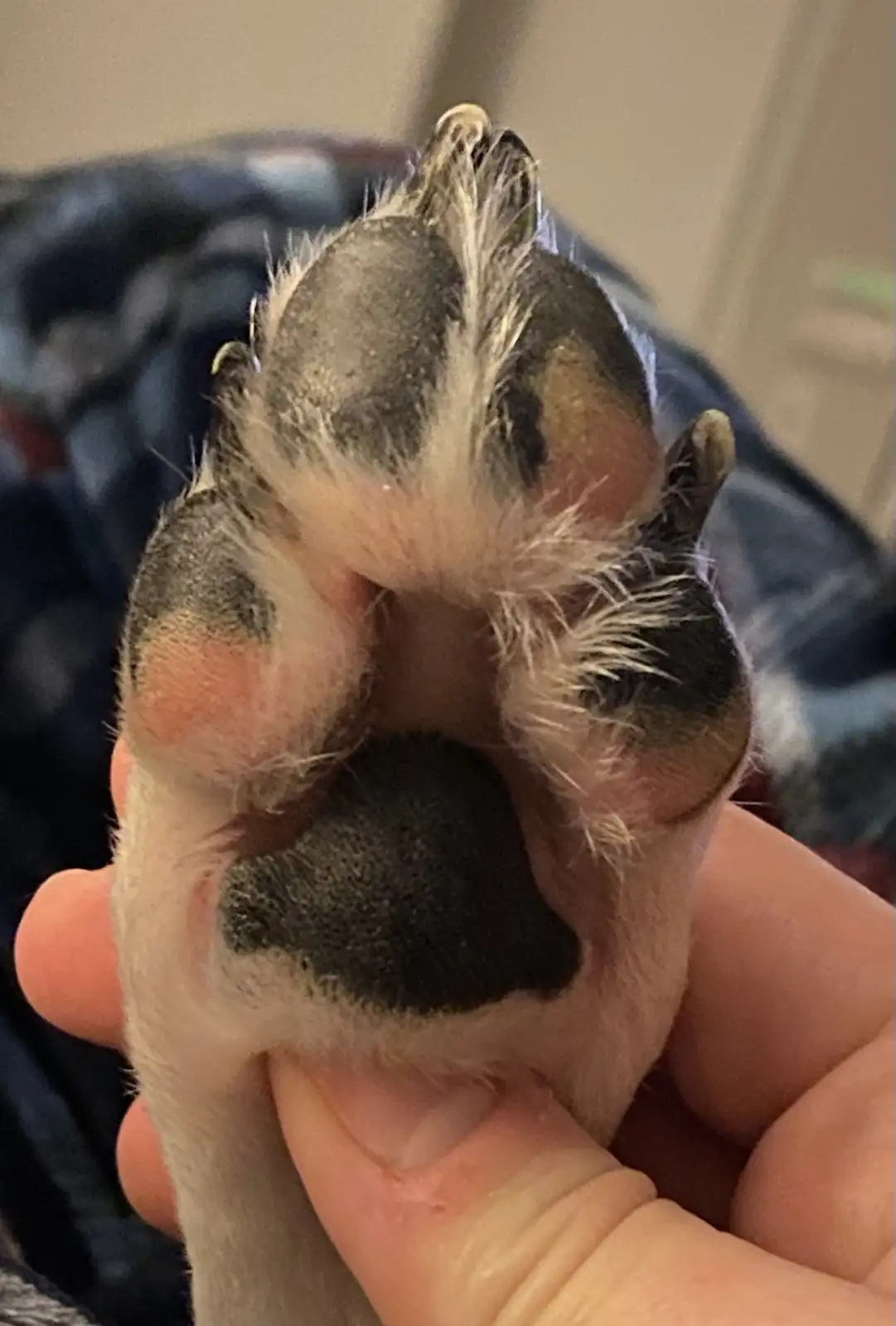 A close-up photo shows a person's hand holding up the underside of a dog's paw, revealing its pads and fur. The paw is held…