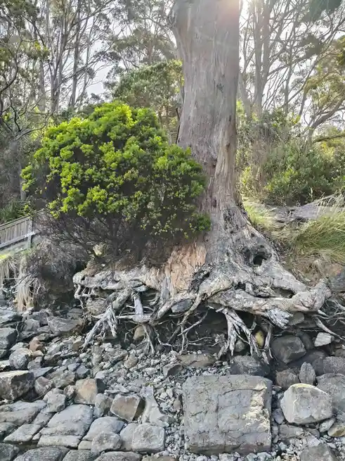 A large, weathered tree with exposed, gnarled roots sits on a rocky shoreline, partially surrounded by green shrubbery and…