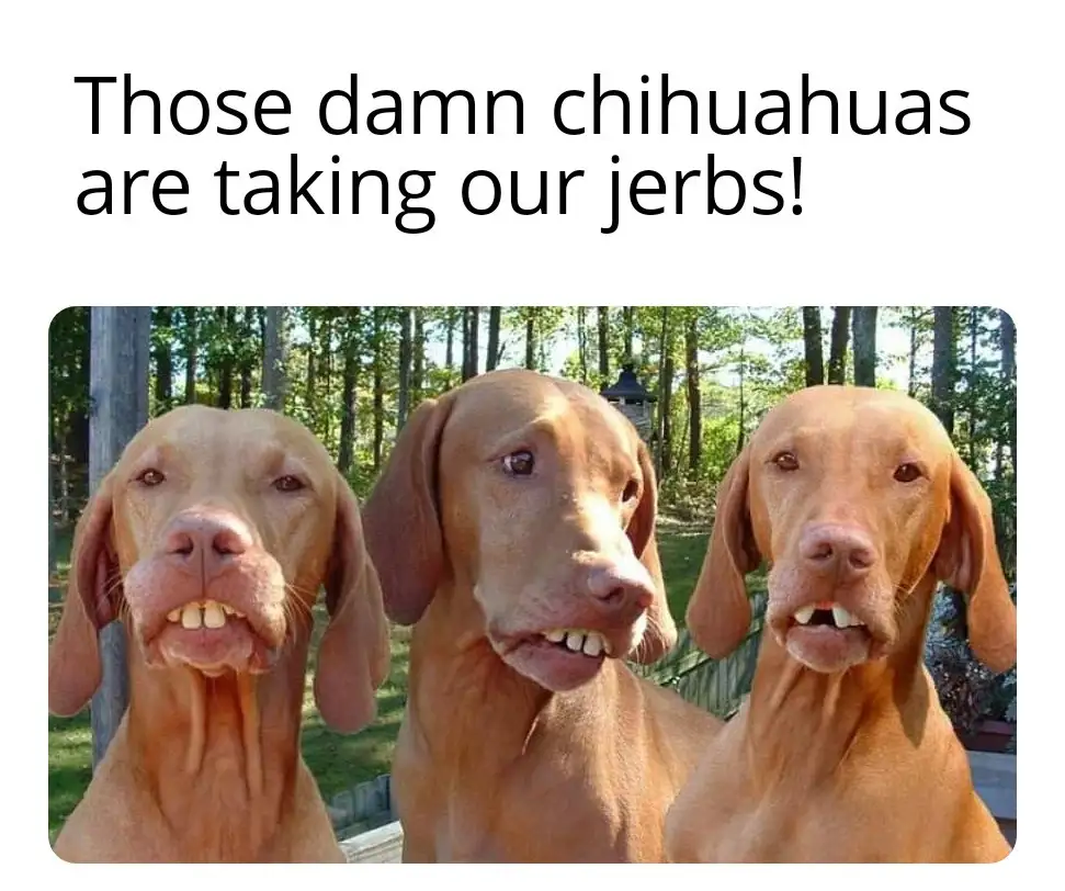 Three light brown Vizsla dogs are shown side-by-side with their mouths open and teeth visible, looking slightly annoyed or…