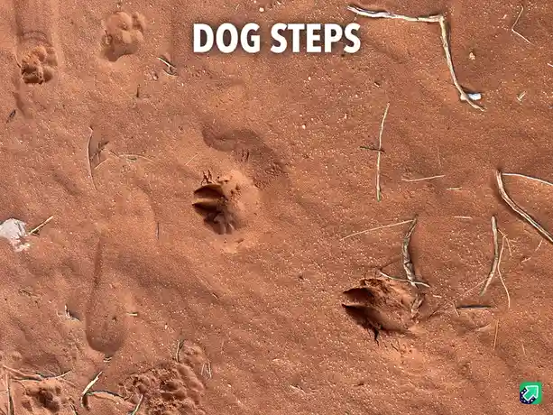 A Journey Through Steps: A Story Unfolds