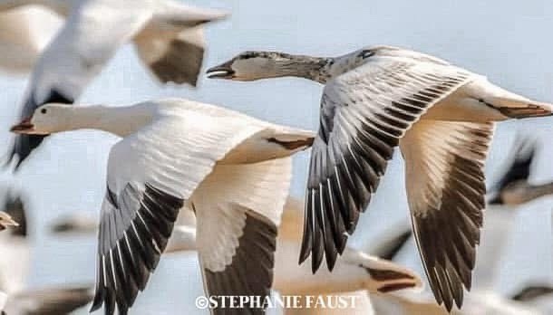 A photograph of several snow geese in flight, with two prominently featured in the foreground. One goose is angled slightly…