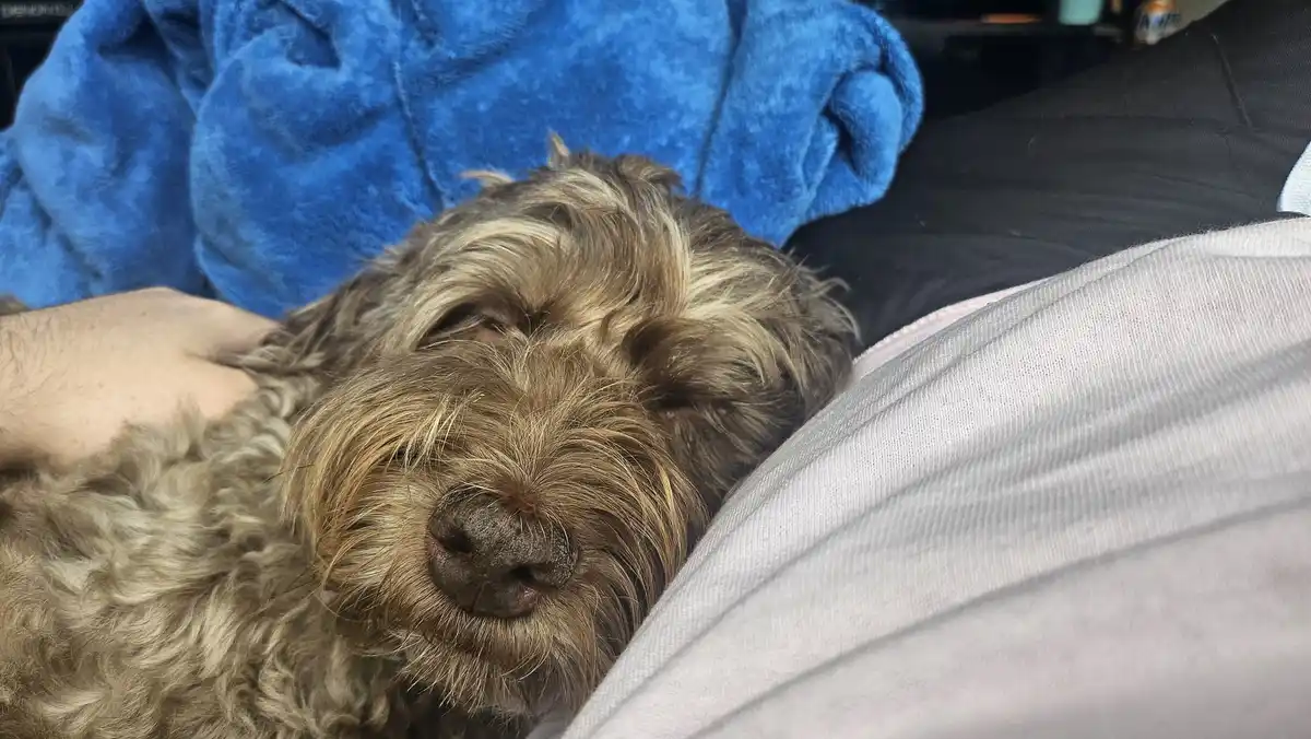 A close-up photo shows a scruffy, brown and blonde-haired dog sleeping soundly with its eyes closed, nestled against a…