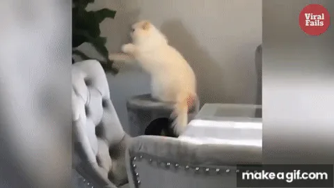 A fluffy white cat stands on its hind legs on a grey tufted chair, reaching up with its front paws toward a green leafy…