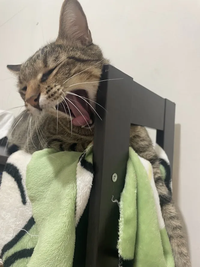 The Adorable Cat Chronicles