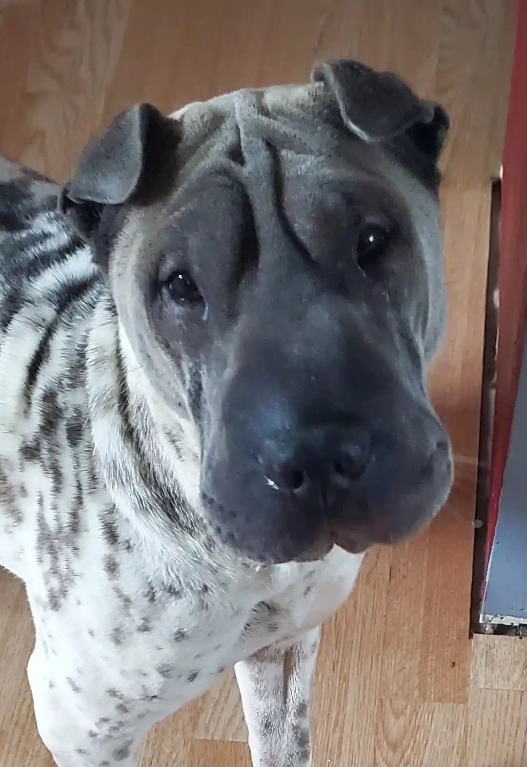 A close-up photo of a grey and white dog with a wrinkled face and tear-streaked eyes, looking up at the camera with a sad…
