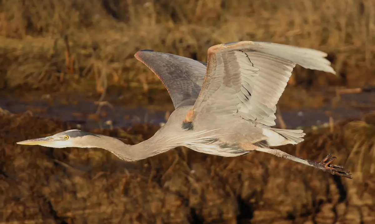 A great blue heron is captured mid-flight with wings spread wide against a blurred background of brown reeds and water. The…