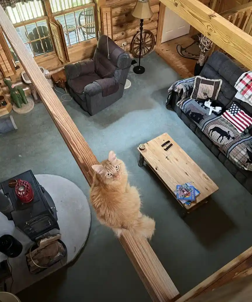 An orange tabby cat sits perched on a wooden beam in a rustic log cabin, looking up with wide, expressive eyes. The room…