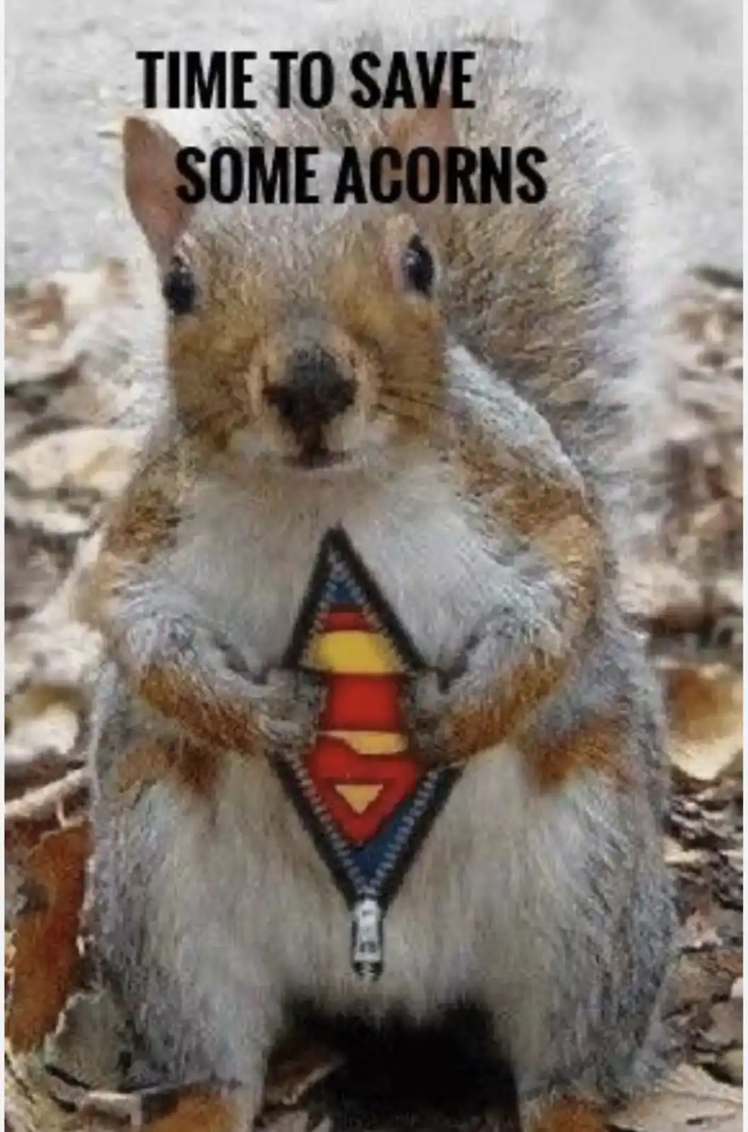 All hail Team Acorn!