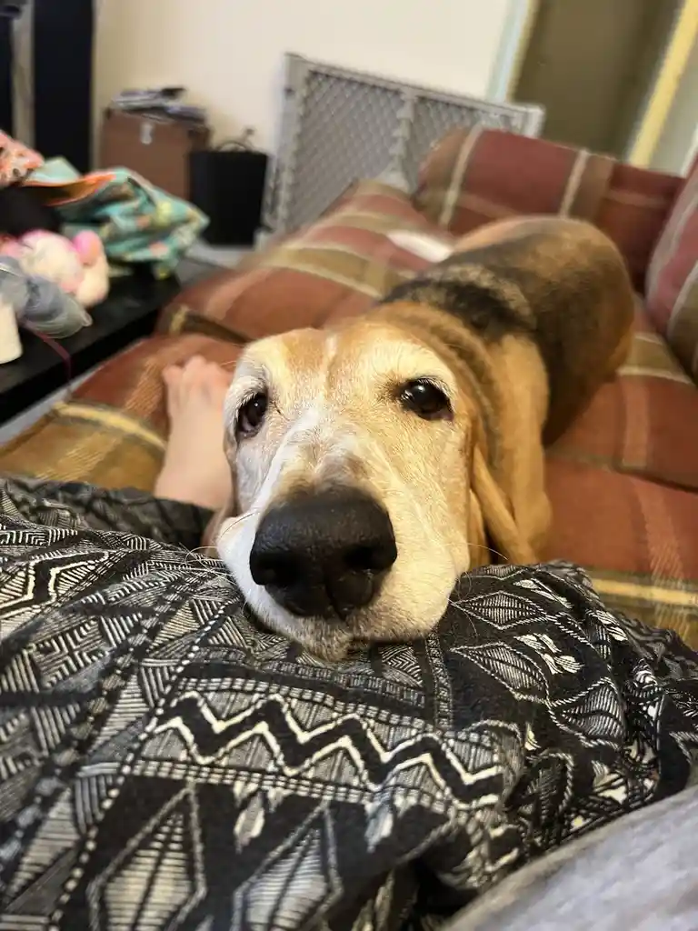 A close-up photo shows a tan and white beagle dog resting its head on a person's lap, which is covered by a black and white…