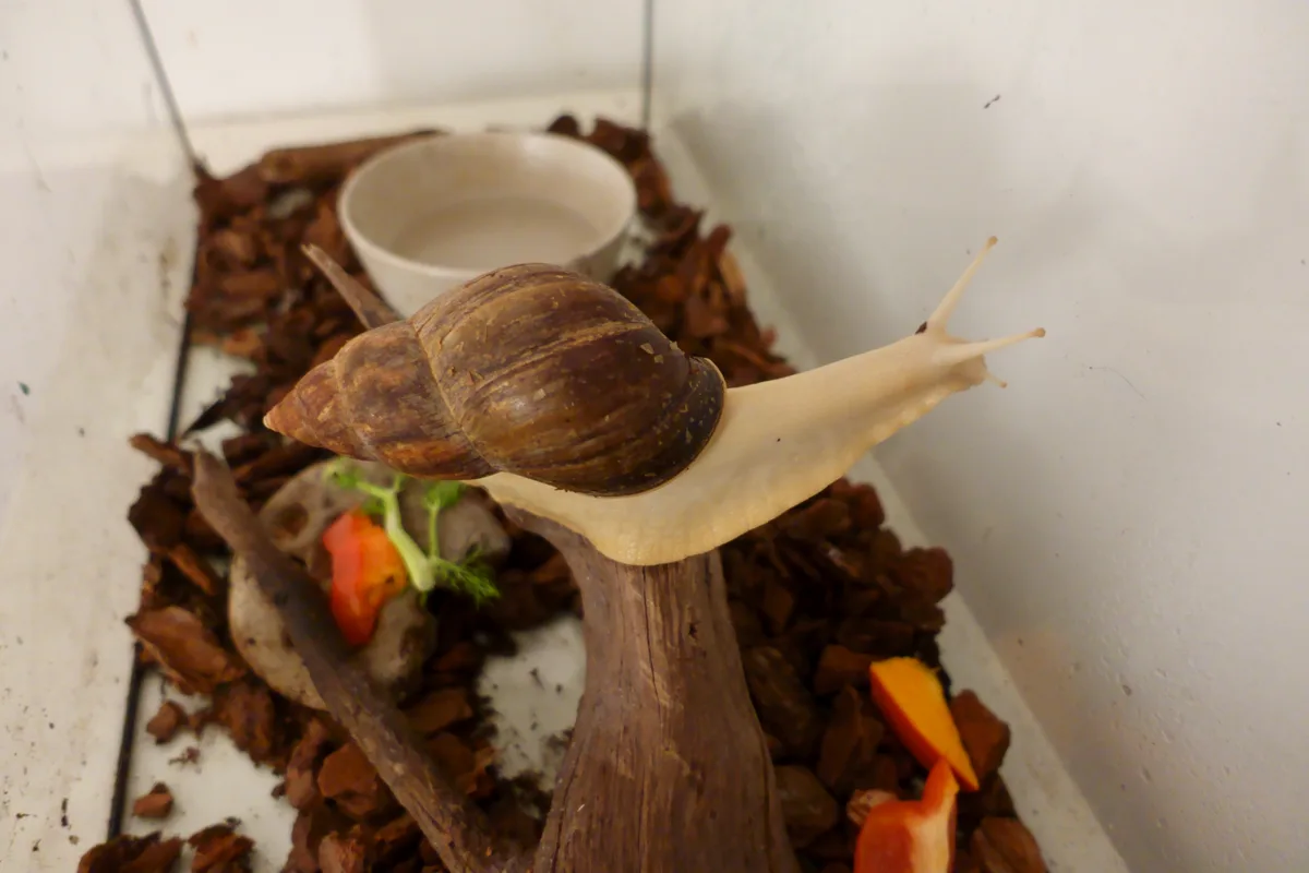 A large brown-shelled snail is slowly crawling up a wooden branch inside a glass enclosure filled with brown substrate…