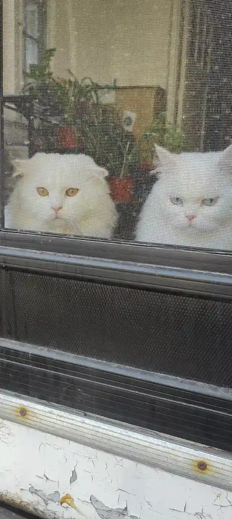 Two fluffy white cats with different eye colors stare through a screen door at the viewer. The cat on the left has orange…