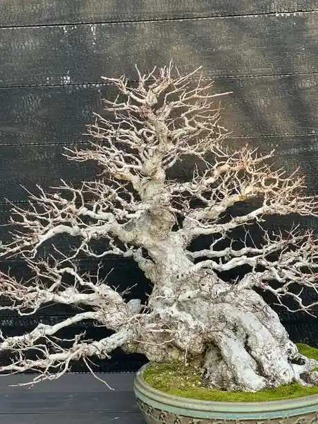 a gnarled, leafless bonsai tree with a thick, weathered trunk and intricate, bare branches sits in a moss-lined ceramic pot…