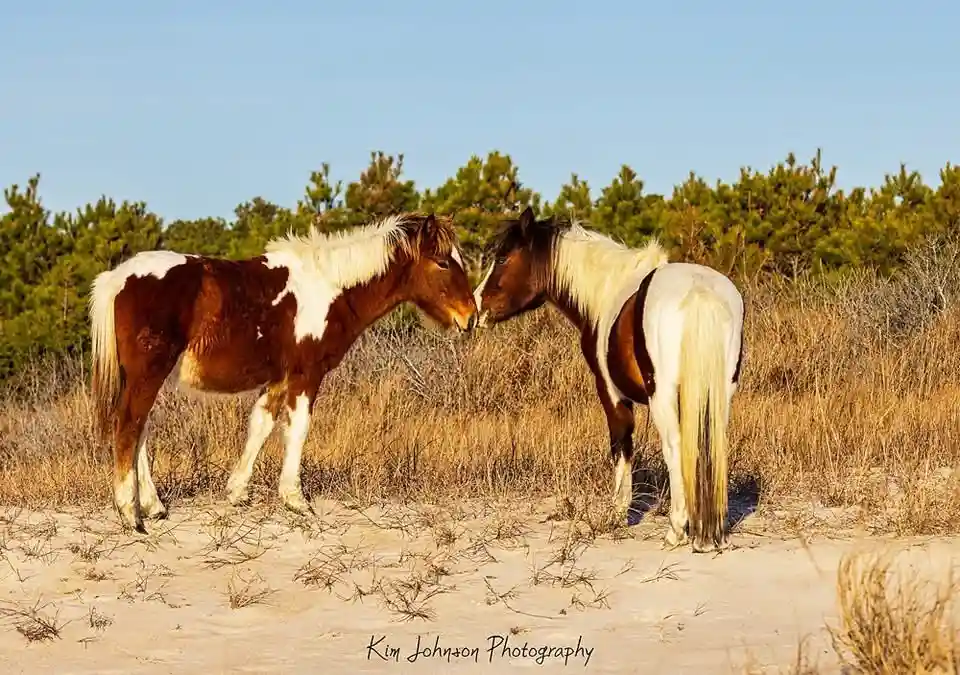 two brown and white horses stand nose-to-nose in a sandy field with dry grass and trees behind them, appearing affectionate…
