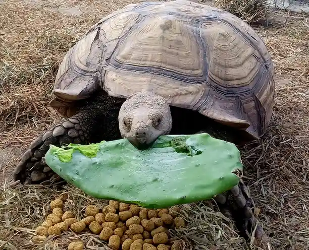 A large tortoise is shown eating a green cactus pad while a pile of brown pellets lies nearby on dry grass. The tortoise's…