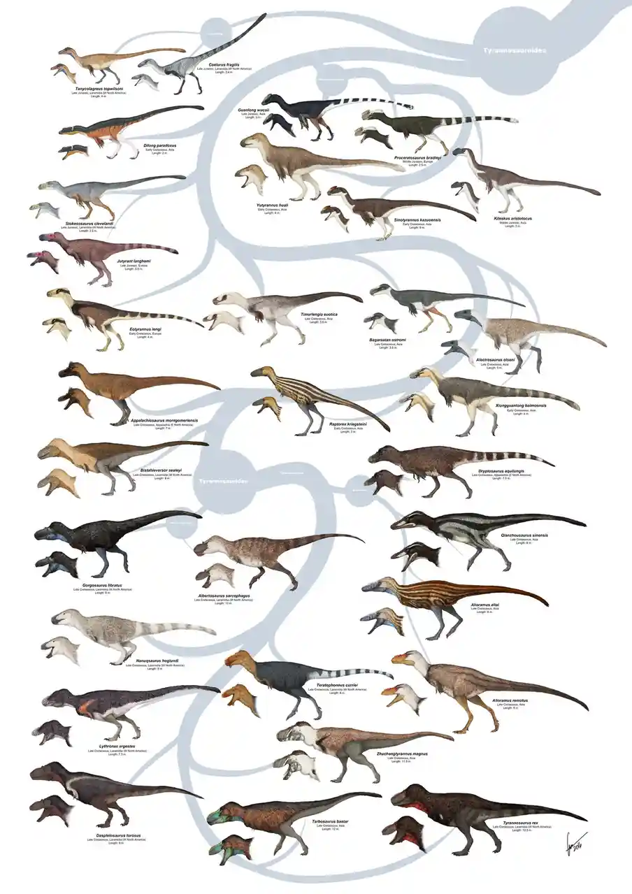 A detailed scientific illustration of a tyrannosaurid dinosaur family tree, showing numerous species with their names…