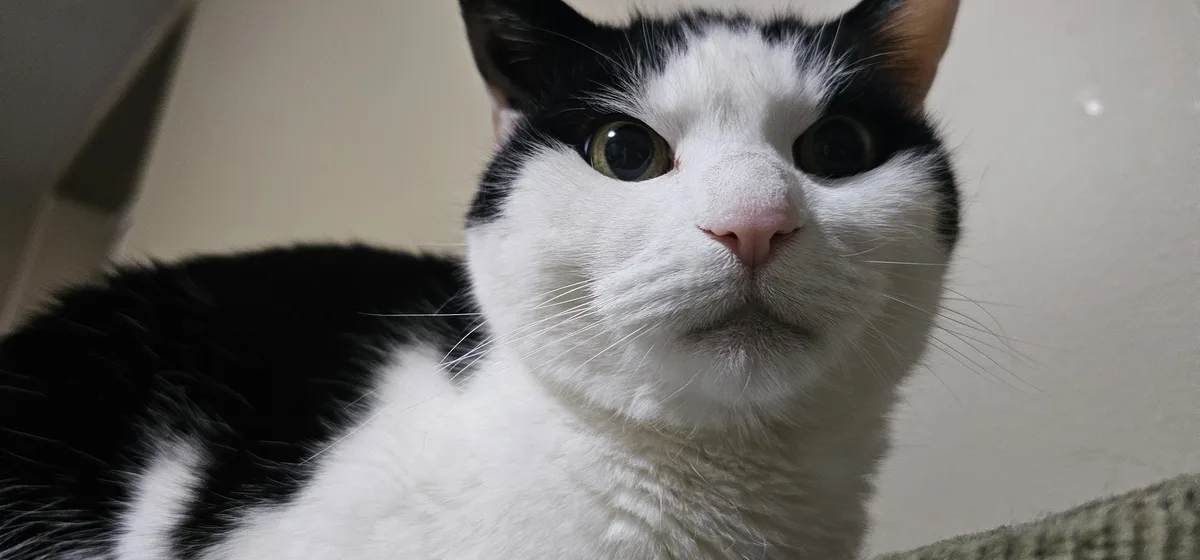 A close-up photo of a black and white cat with wide, startled-looking green eyes staring directly at the camera. The cat has…