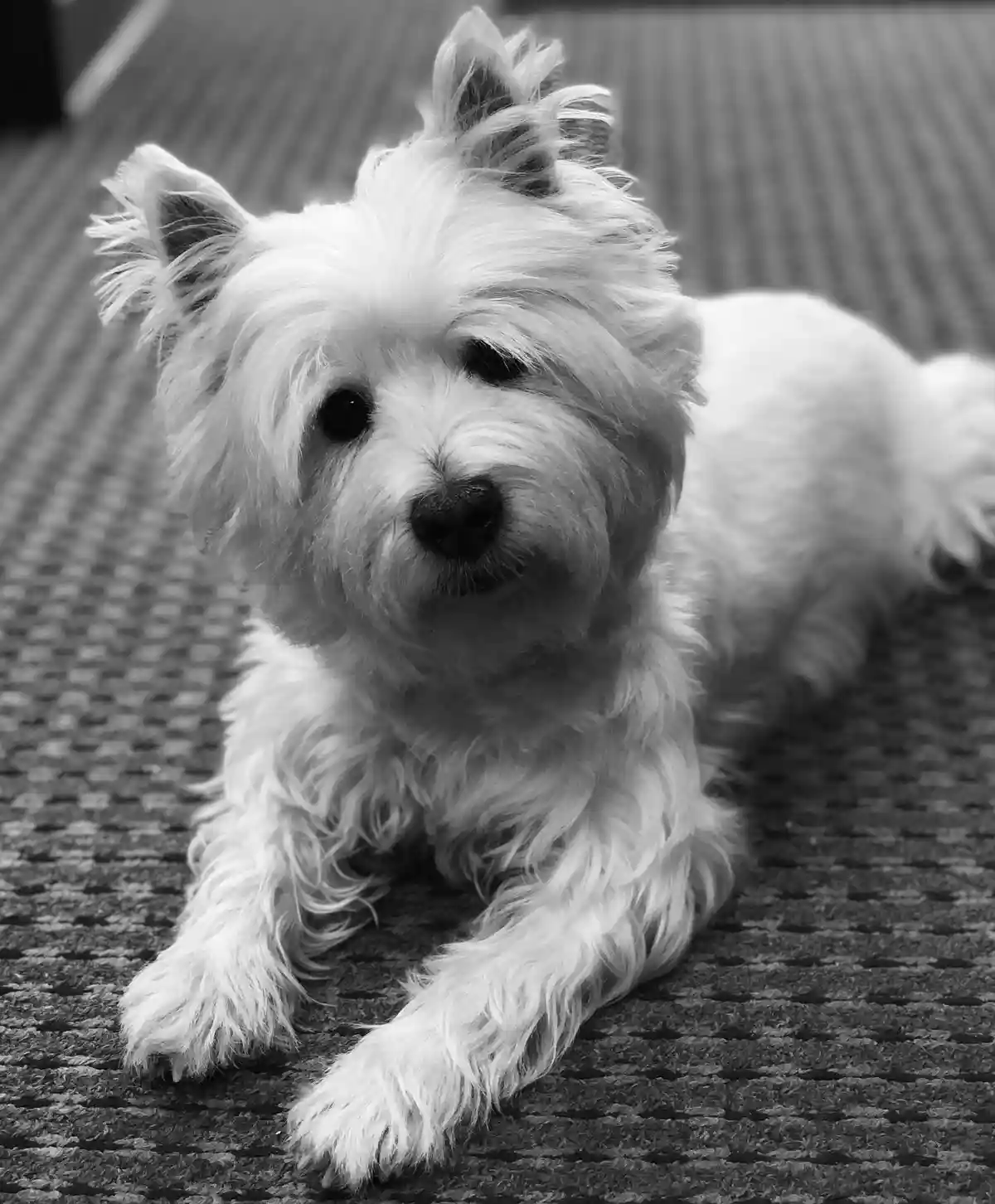 A black and white photo of a small, fluffy white dog lying on a textured carpet, looking directly at the camera with a calm…