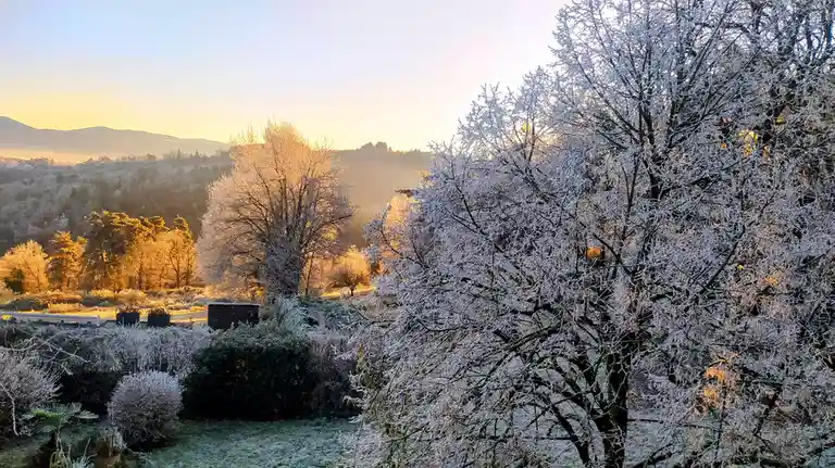 A serene winter morning landscape with trees and bushes heavily coated in frost, illuminated by the golden light of sunrise…